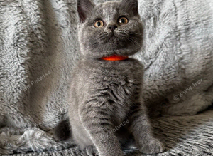 Ready Now - Tica registered Scottish Fold & Straight kittens