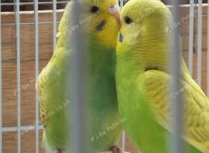 baby budgies for sale
