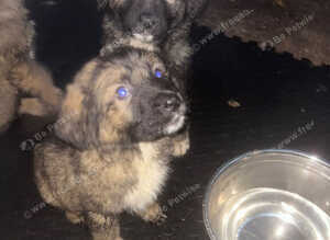 Caucasian shepherd puppies