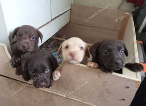 Labrador puppies for sale