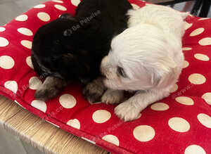 Bichon Havanes