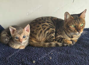 Bengal Boy Kitten