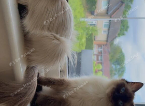Female ragdoll sisters