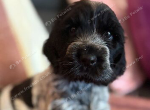 Blue roan Show cocker spaniel puppies