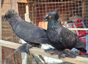 A pair with 1 chick
