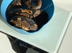 Royal pythons for sale