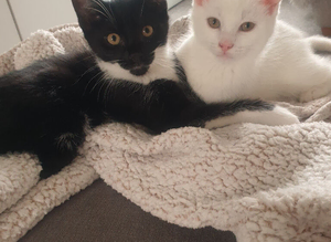 3 boy kittens