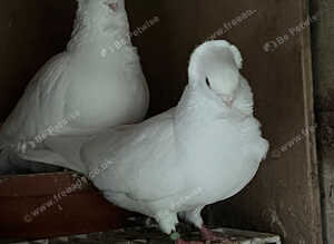 Germany Pigeon