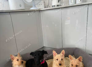 beautiful Scottish terrier puppy&rsquo;s