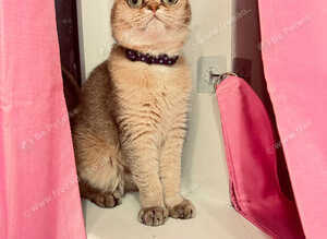 Beautiful 3-Year-Old Scottish Fold Girl - Golden Chinchilla