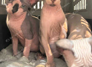 Sphynx kittens Ready for New home