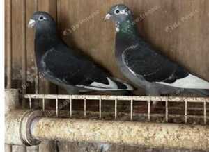 &pound;20 a pigeon  late born ones 2026