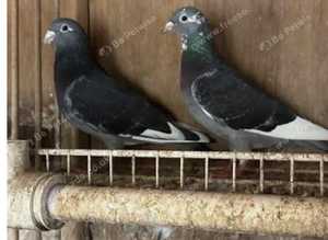Pigeons young birds 2026