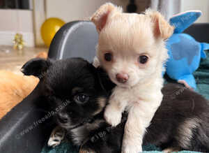 Gorgeous long haired chihuahua pups