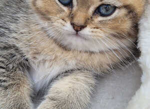 Chinchilla Scottish Fold kittens