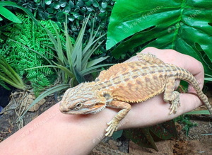 Hypo High Orange Genetic Stripe Leatherback Bearded Dragons at Birmingham Reptiles