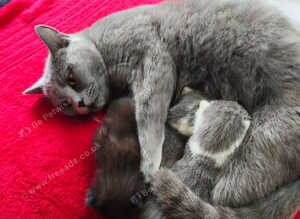 Kittens