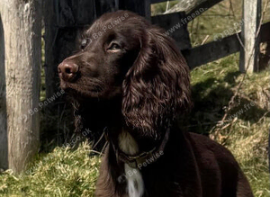 working cocker spaniel for stud