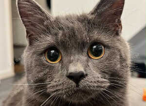 Lovely British shorthair male