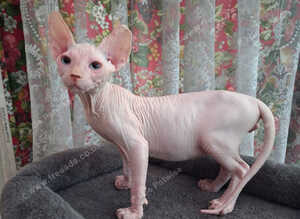 Sphynx Kittens Ready to Leave Now