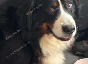 3 year old Female Bernese