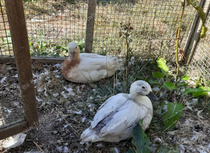 Call ducks for sale trio or pairs