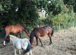 Wanted 6 stables