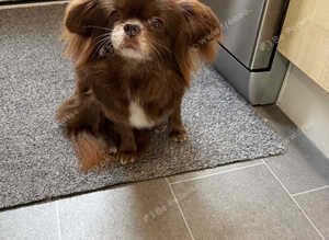 Beautiful female Pekingese cross