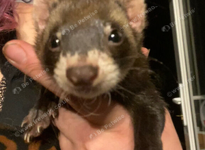 Polecat