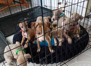 Stunning Whippet Puppies
