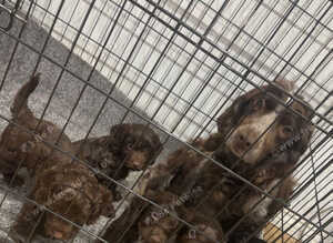 Here we have three stunning cockapoo pups