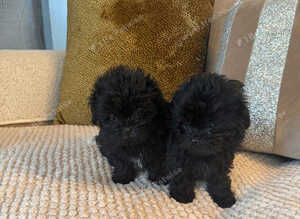 Tea cup shipoo for sale