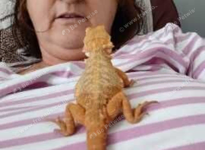 Brearded