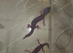 3 baby leopard geckos