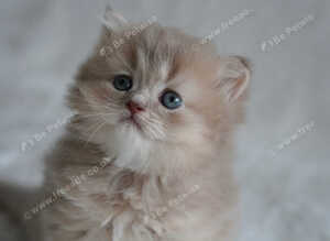 Munchkin kittens