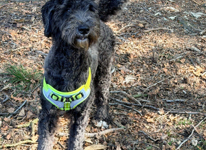 Gorgeous indie looking for her forever home