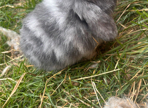 Mini lop