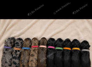 La Schnoodle puppies