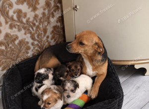 Beautiful Jack Tzu puppies