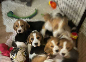 Beagle puppies 9 wks old
