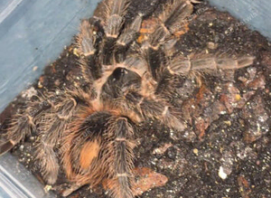 Mature male salmon pink tarantule