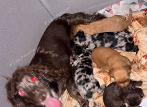Cocker spaniel pups