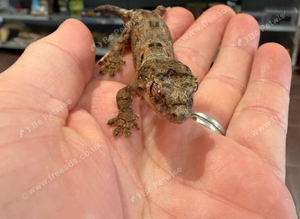Mossy Gecko (Unsexed)