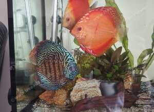 Discus