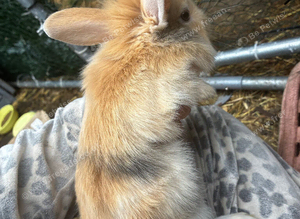 7 rabbits looking for homes