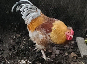 Roosters and cockerels for sale
