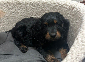 Cockapoo puppies