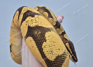 Proven breeder Super Orange dream female ball python
