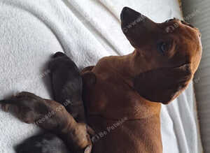 2 dachshund pups for sale