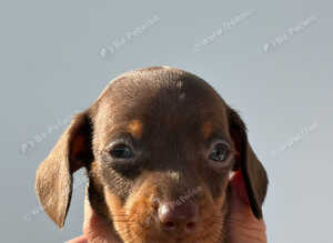 Dash hound puppies